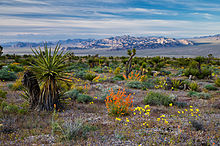 Spring flowers at the Red Rock Canyon National Conservation Area in the Las Vegas area Spring Flowers in Red Rock Canyon National Conservation Area.jpg