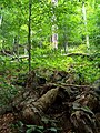 Rottend hout in het Oerbos Stužica in het Nationaal Park Poloniny.