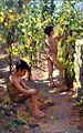 Boys picking grapes at Capri, ca.1906
