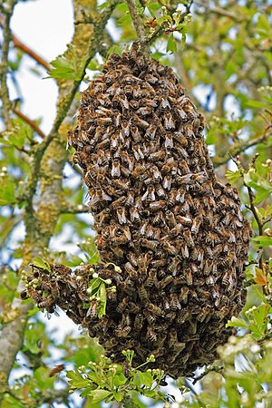 Swarm of Bees in hedgerow