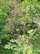 Thalictrum rochebrunianum.