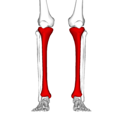 موقع قصبة الساق (يظهر ملونا بالأحمر). عادة ما يكون الألم في الجزء الإنسي والسفلي من عظمة قصبة الساق.