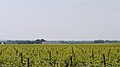 Vignes en Petite Camargue