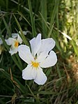 Pensée des Alpes blanche.