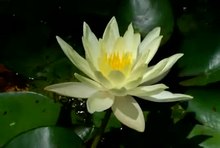 ファイル:Water lily time-lapse.ogv