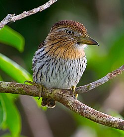 Western Striolated Puffbird (Nystalus obamai).jpg