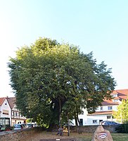 Linde im Garten des Schlößchens (Tilia cordata)