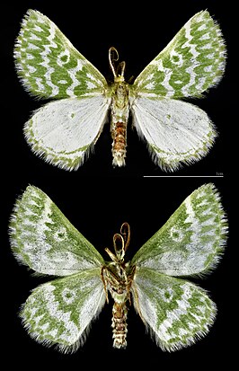 Thetidia plusiaria