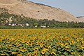 Blick auf Beit Alfa und Gilboa