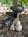 Møg-parykhat (Coprinus sterquilinus). Arten er meget sjælden i Danmark og angivet på den danske rødliste som VU (sårbar).