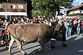 Almabtrieb, Obermaiselstein