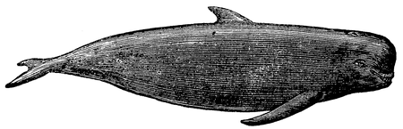 Fig. 9.Delphinus globiceps cuvier.