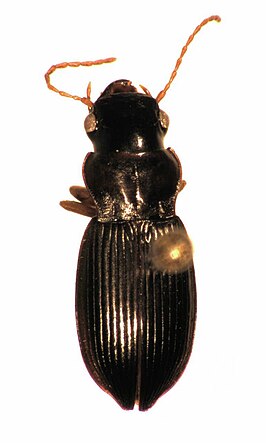 Allocinopus sculpticollis