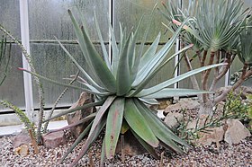 Aloe capitata var. quartziticola