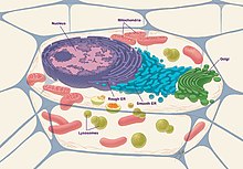 A diagram of an animal cell Animal cell NIH.jpg