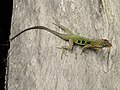 Anolis oculatus montanus