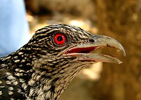 Female Asian koel