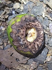 Fruit with partially eaten kernel