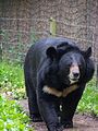 Black bear.jpg