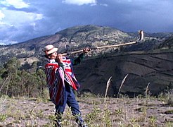 bocinero de Cacha