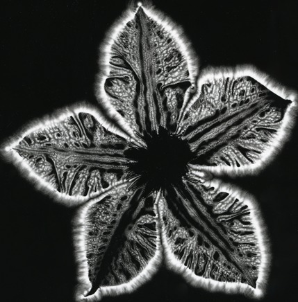 File:Botanical III.tif