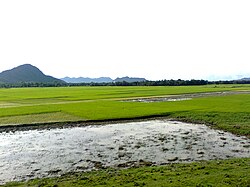 Sawah dekat sungai Brahmaputra di distrik Goalpara