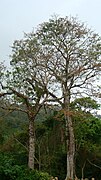 Erythrina poeppigiana