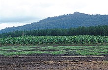 CSIRO Science Image 3712 Rural scene in far north Queensland Melon crop in foreground banana plantation behind with pine forest and rainforest in the background 15 kms north of Cardwell QLD