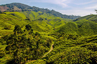 Cameron Highlands, teeviljelmä Malesiassa.