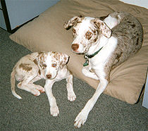 Young "white" Catahoulas with reddish-brown markings