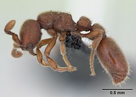 Cerapachys biroi