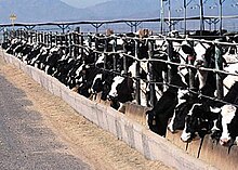 Dairy CAFO--EPA Confined-animal-feeding-operation.jpg