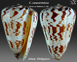 Conus caracteristicus