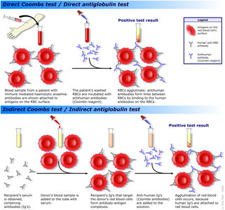 Diagram showing the direct and indirect Coombs test