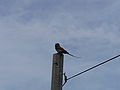 Senegalracke Abyssinian Roller