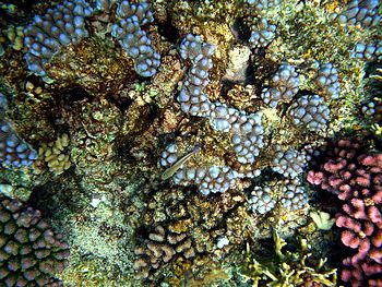 corals. The picture was taken in Papua New Guinea