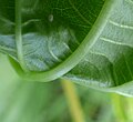 Leaf underside