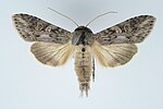 Malörtskapuschongfly, Cucullia artemisiae