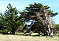 Monterey-Zypresse auf der Île d'Oléron