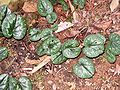 Cyclamen cilicium leaves