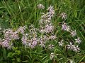 Dianthus superbus, strandnellik