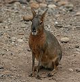 Patagonian mara