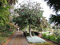 Dombeya cacuminum v botanické zahradě na Madeiře