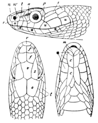 Fig. 3.—Head-shields of a Snake (Ptyas korros).