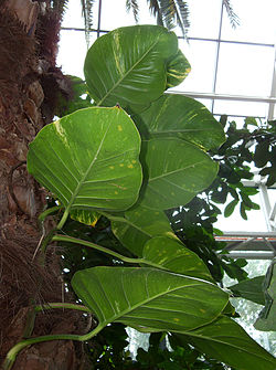 Kuld-nõelköis (Epipremnum aureum)