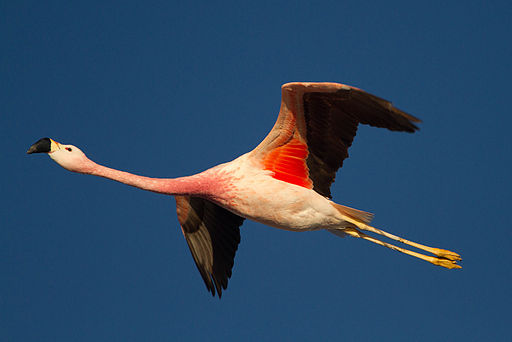 Flamingo Flying