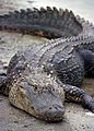 Een hedendaagse Florida-alligator. Het is ook mogelijk dat de tanden van Pliogonodon toebehoren aan een geslacht van krokodilachtigen dat nog steeds leeft, in het speciaal alligators komen dan in aanmerking.