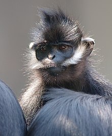 Francois langur head.jpg