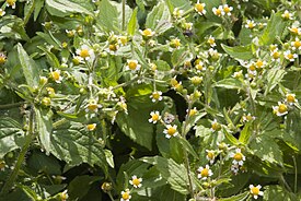 Galinsoga parviflora — Галинсога мелкоцветковая