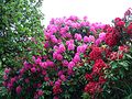 Garden with Rhododendrons.JPG